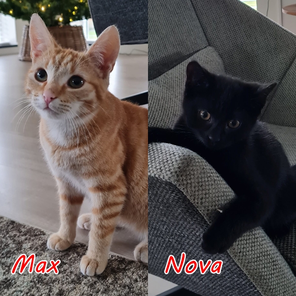 max-en-nova
