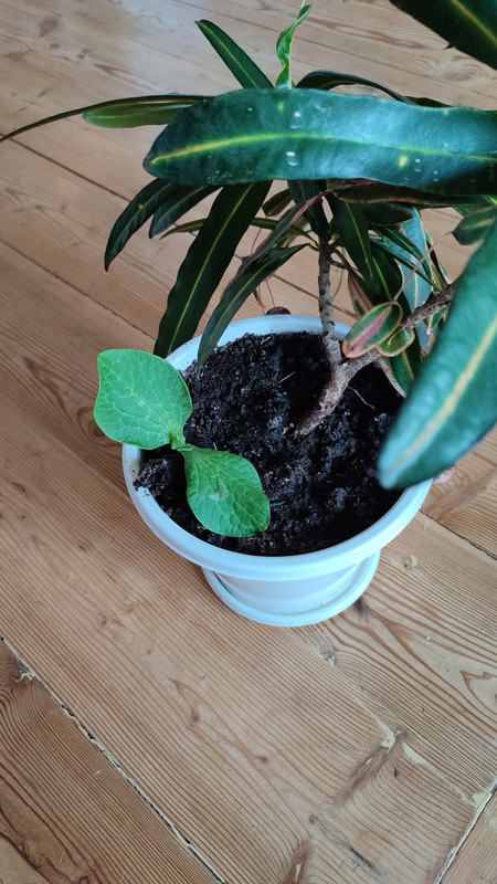 IMG_2023_06_29_17_44_41_303415683914337064829