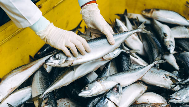 seafood processing