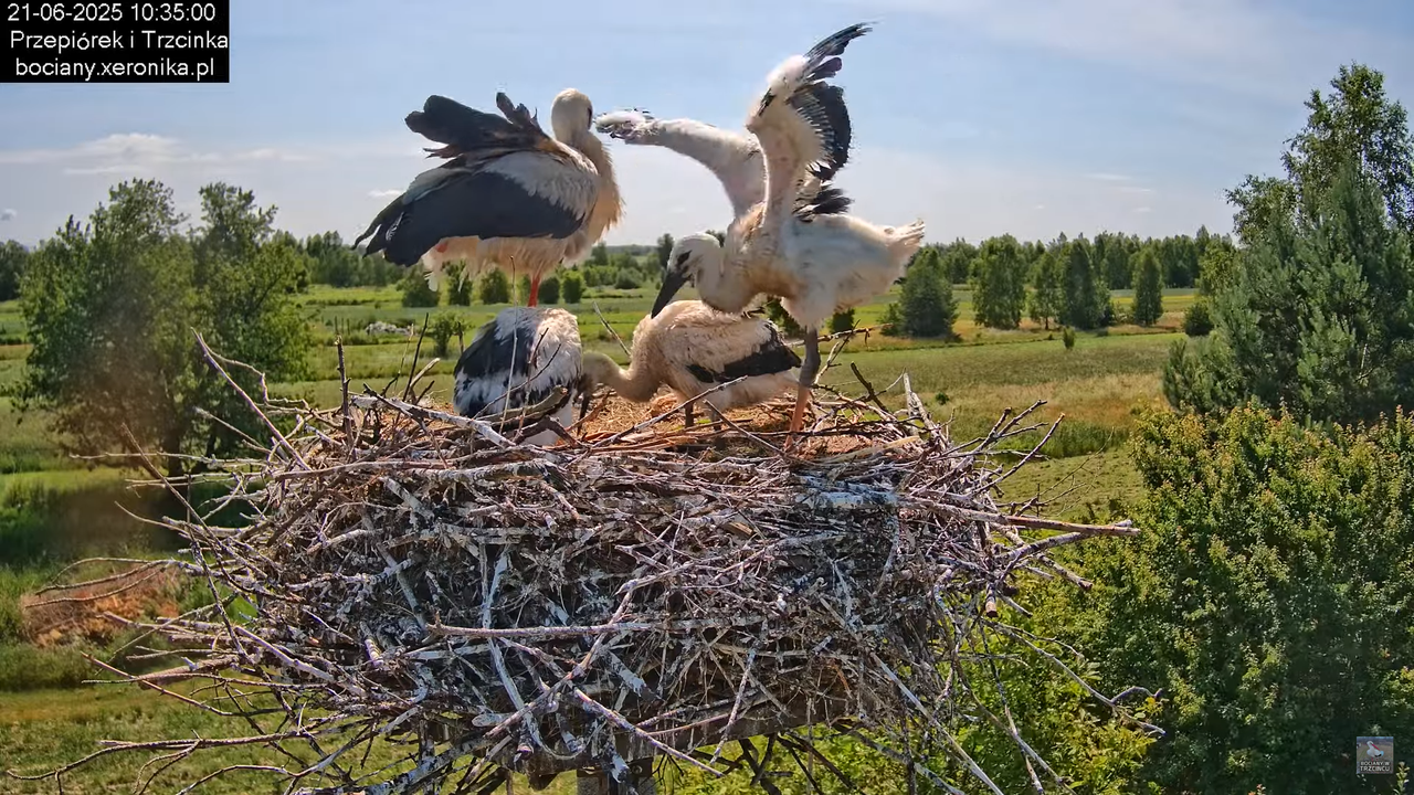 21062025bociany16