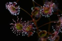 Drosera8