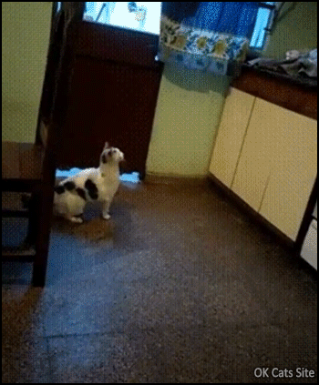 Funny-Cat-GIF-Cat-doing-a-great-and-long-warm-up-before-jumping-on-kitchen-countertop-haha-ok-ca.gif