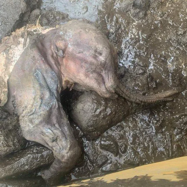 30-000-year-old-intact-baby-mammoth-discovered-in-canadian-v0-j8uohzmucd3d1