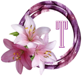 Lilium Camdidum T