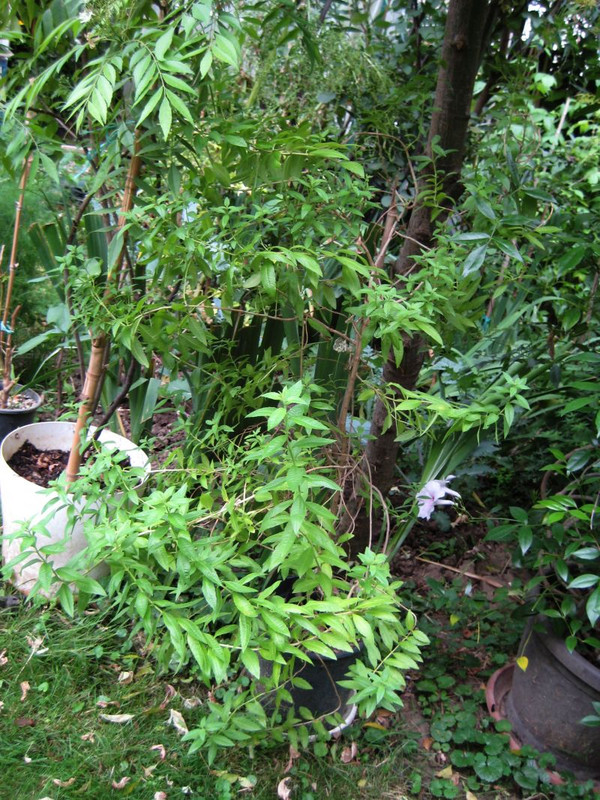 aloisia_limonova_varbinka