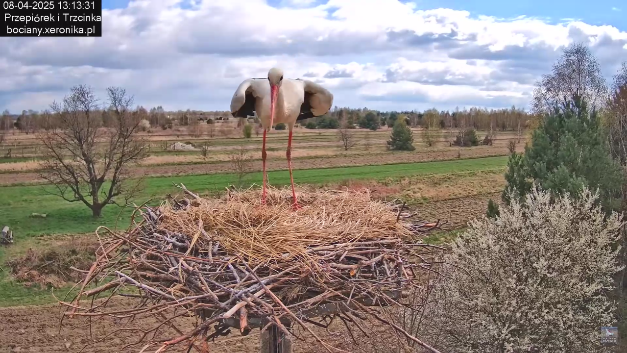 08.04.2025Terytorium Przepiórka_11