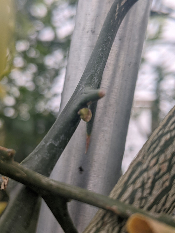 Flower Bud A-26