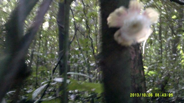 Napoleonaea vogelli2