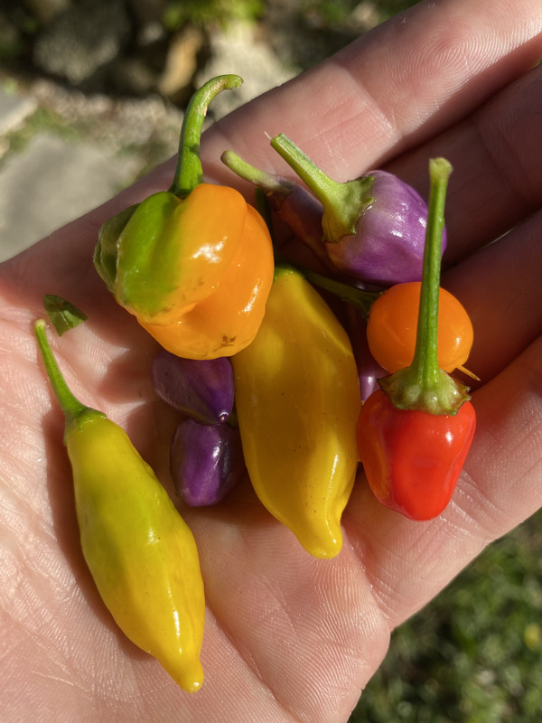 peppers 3 2021