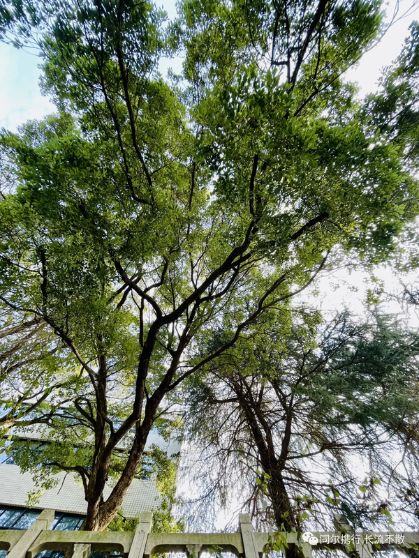 可能由于网络问题没显示出来