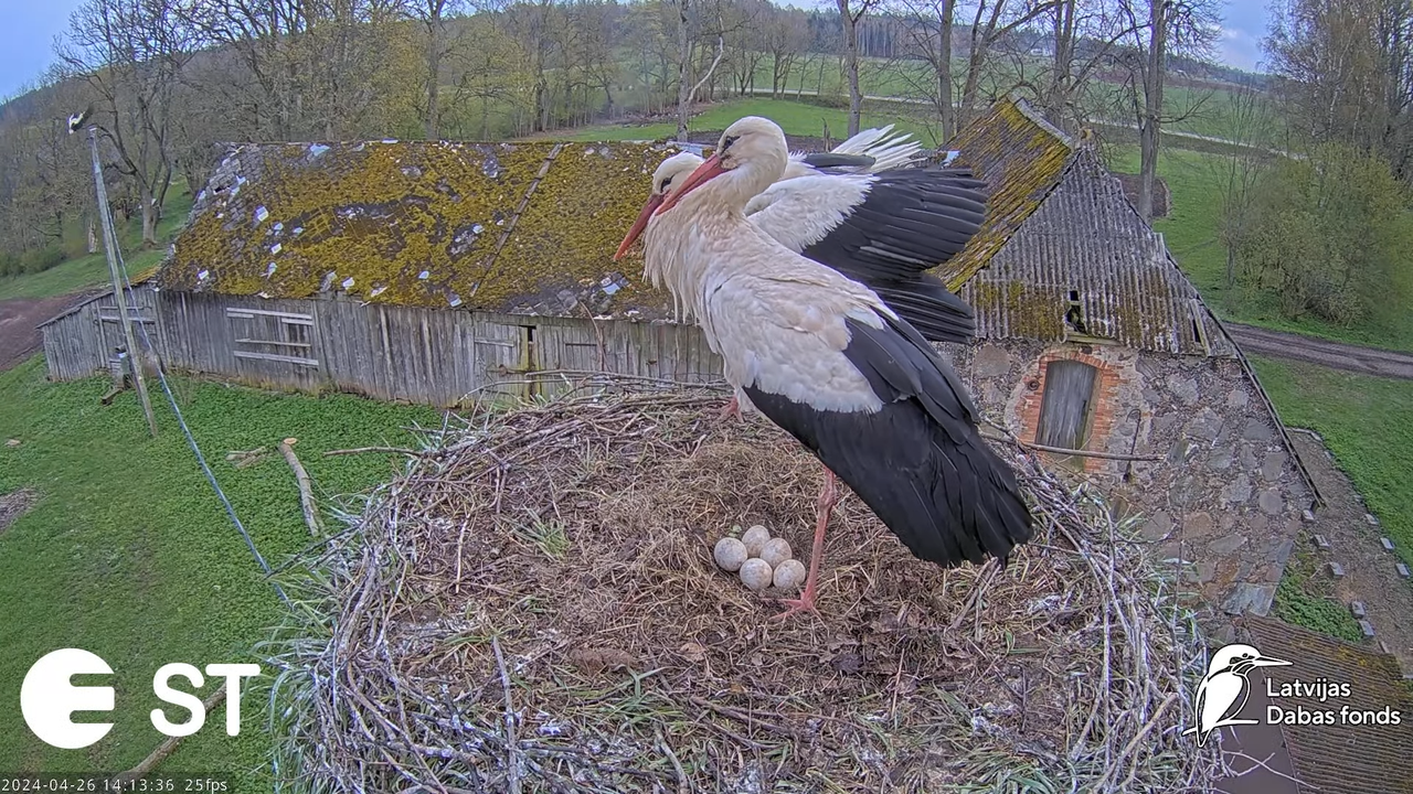 Baltie stārķi (Ciconia ciconia) Tukuma novadā - LDF tiešraide __ White storks in Tukums, Latvia 8-20