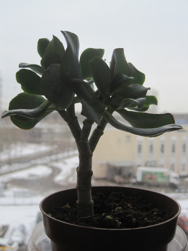 Crassula arborescens subsp. undulatifolia