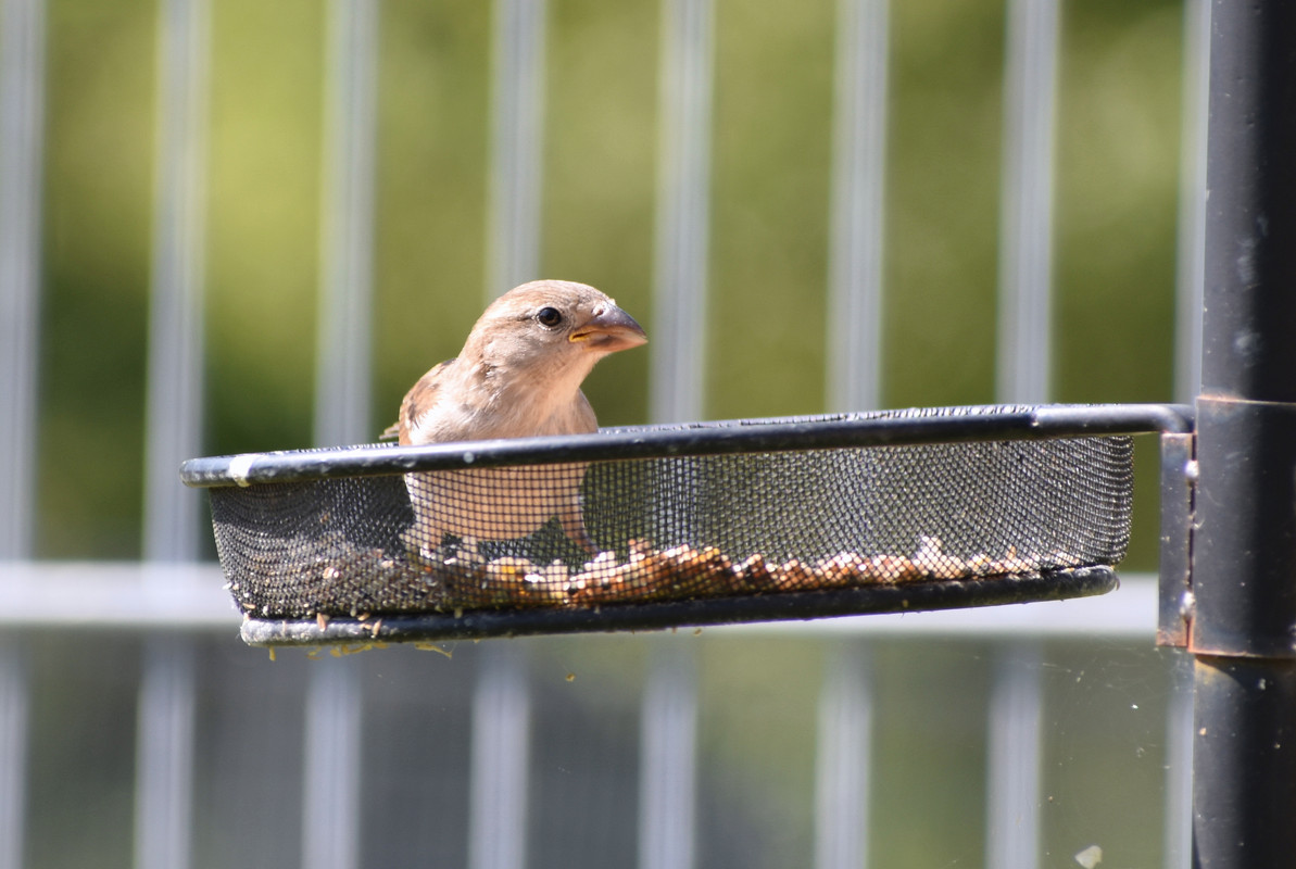 DSC_0023AMB16-6-22