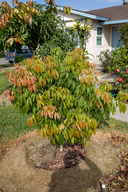 8U1A5401  Brewster Lychee Tree with Beautiful Growth, SV (11-1-2020)