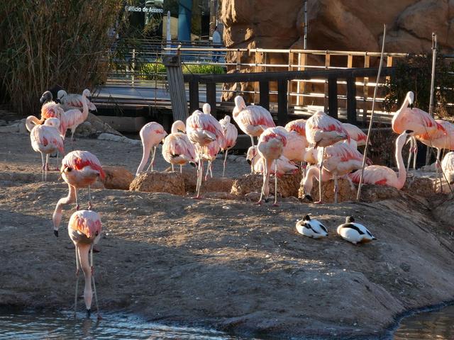 VALENCIA en un fin de semana - Blogs de España - Sábado 30/12: Llegada a Valencia y visita al Oceanogràfic (15)