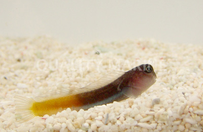 bicolor-blenny.jpg