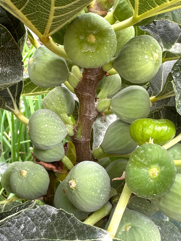 figs-14.jpg