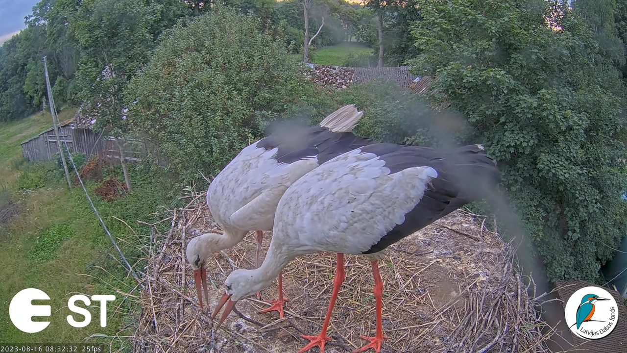 Baltie stārķi (Ciconia ciconia) Tukuma novadā - LDF tiešraide __ White storks in Tukums, Latvia 11-5