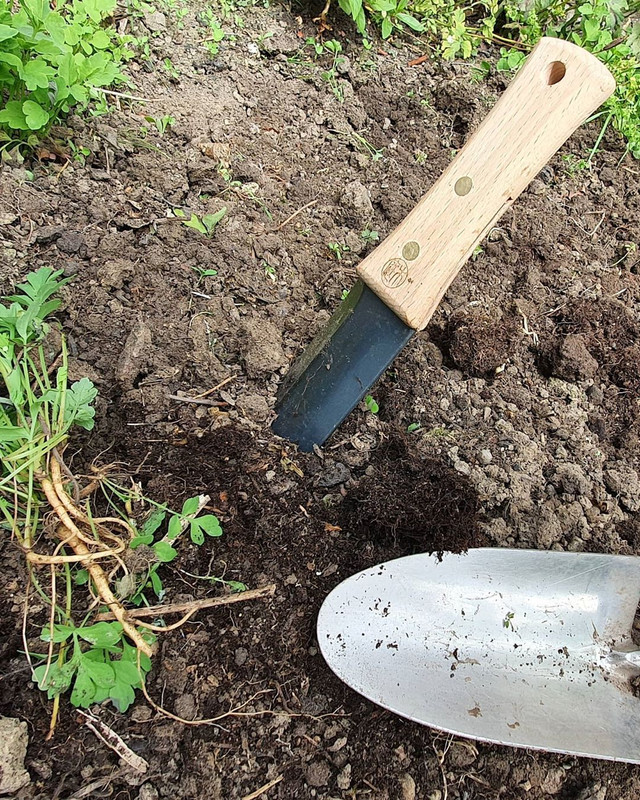 pan_plantae_20200924_2