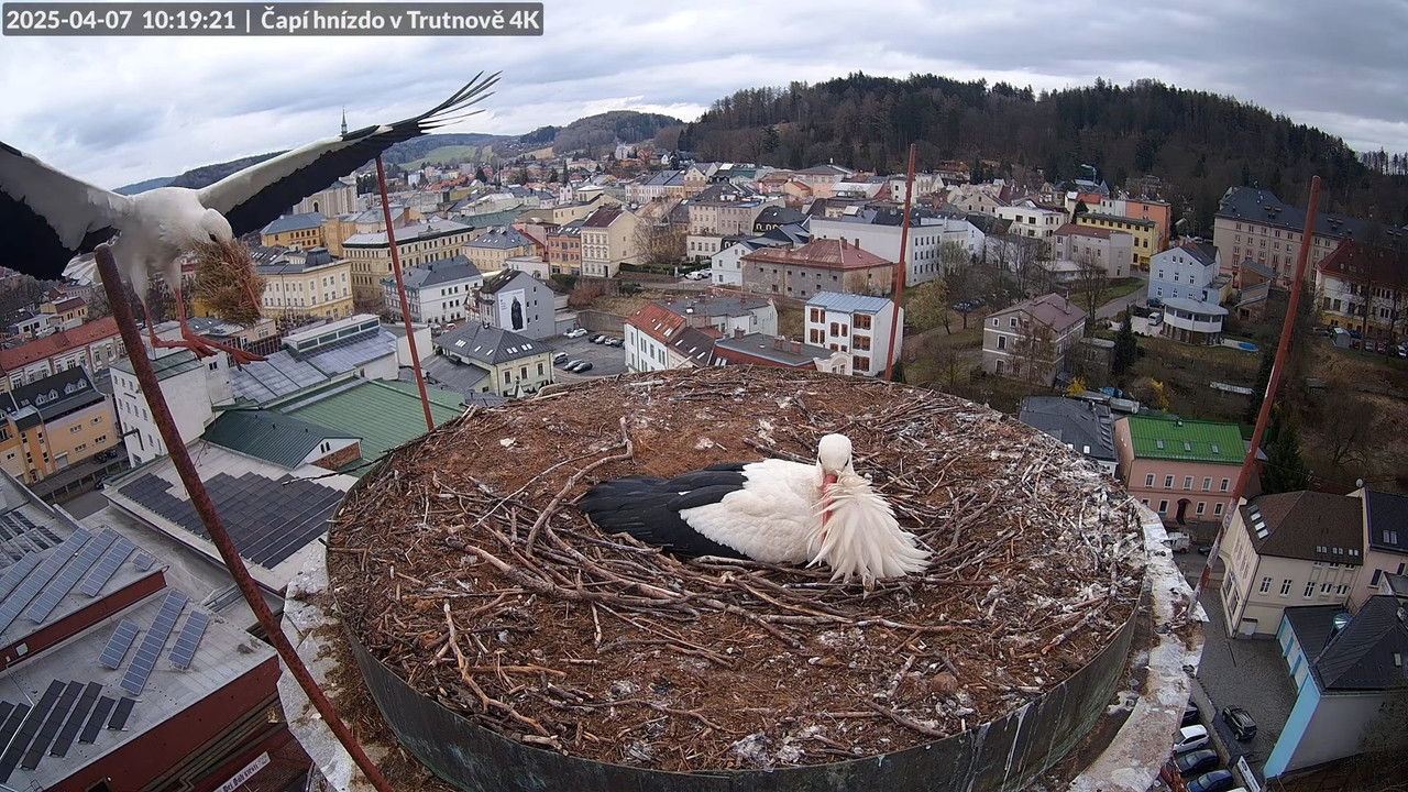 Živě z čapího hnízda na pivovarském komíně v Trutnově 14-8-13 screenshot (1)