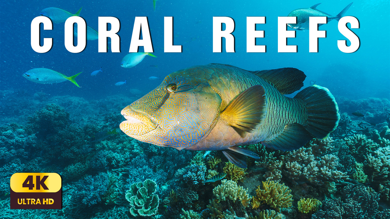 Coral Reefs – A Cinematic Journey Into Nature’s Underwater Cathedrals | Relaxing Nature Film 4K