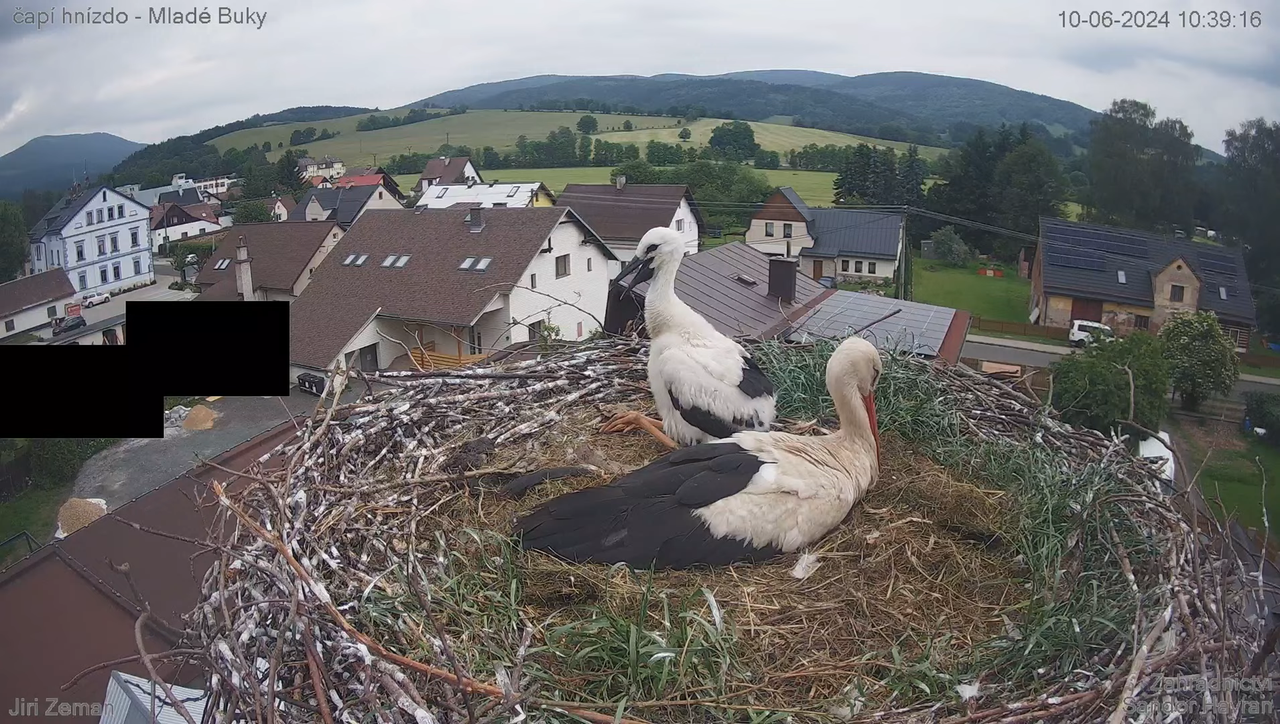 Tiešraides kamera — Mladé Buky — stārķa ligzda 14-20-20 screenshot