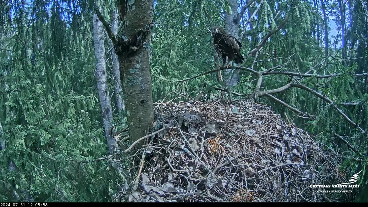 LVM mazais ērglis Lielā sala, egle – Lesser Spotted Eagle 8-2-47 screenshot