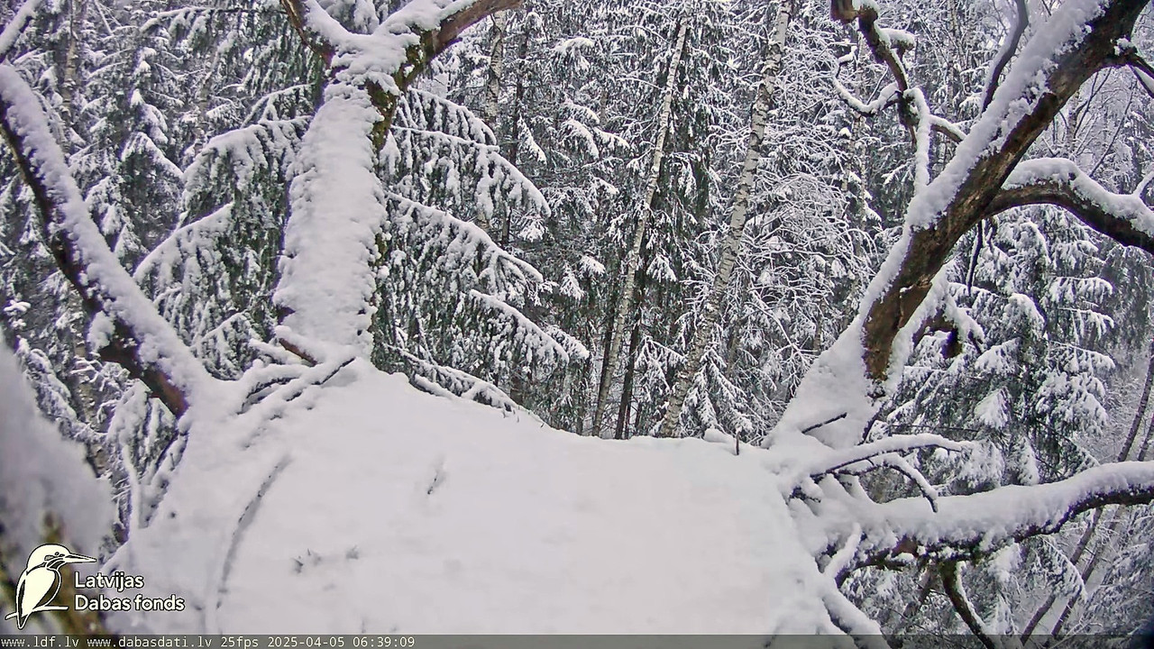 Melnais stārķis (Ciconia nigra) Ogres novadā - LDF tiešraide 13-0-4 screenshot