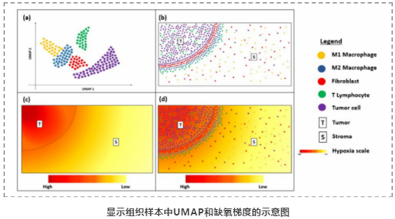 空间转录组技术在肿瘤免疫治疗中的应用潜力-5.png