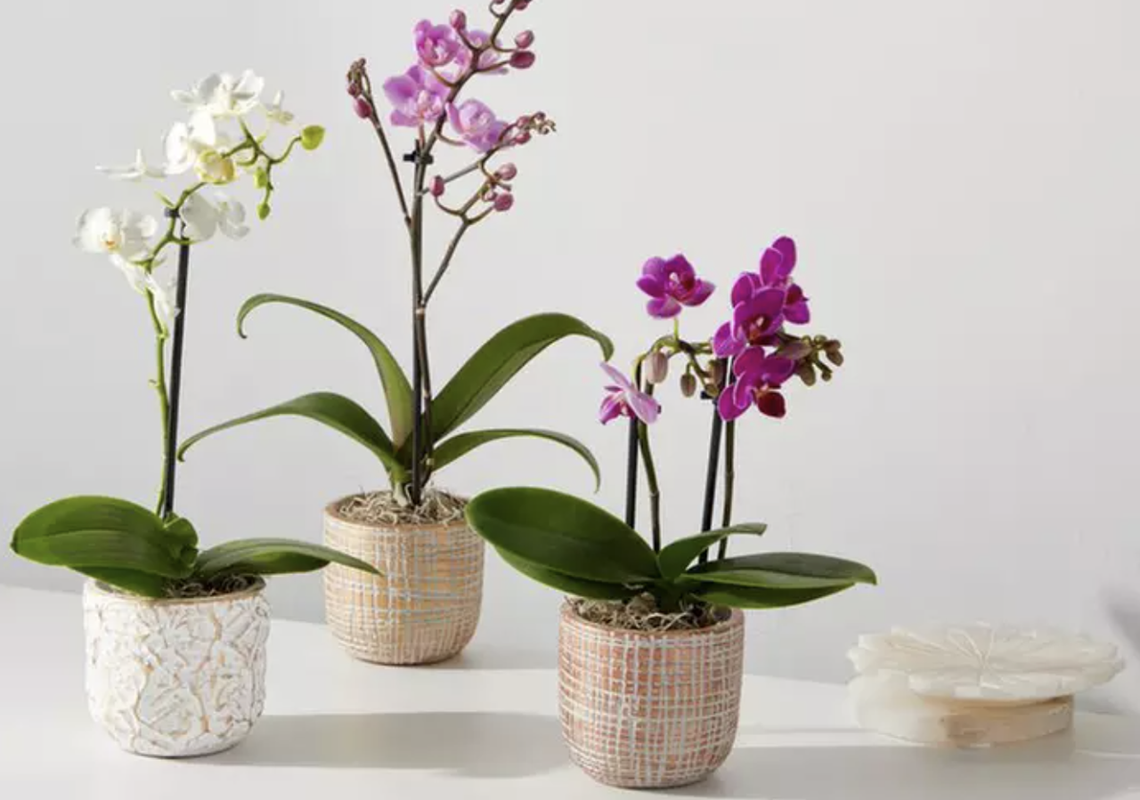FTD Fresh Flowers