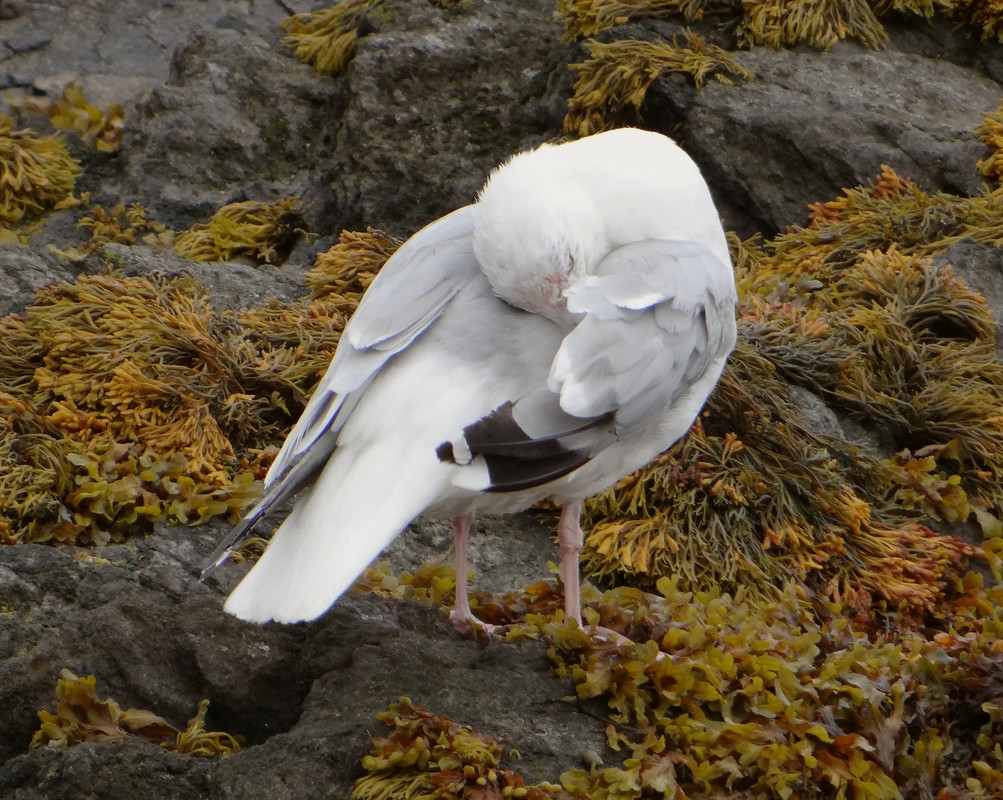 HERRING GULL 43 060924