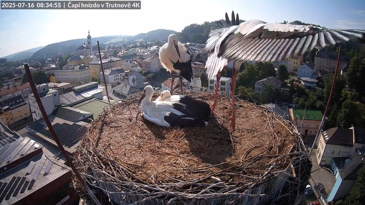 Tiešraide no stārķa ligzdas uz alus darītavas skursteņa Trutnovā 1-28-54 screenshot