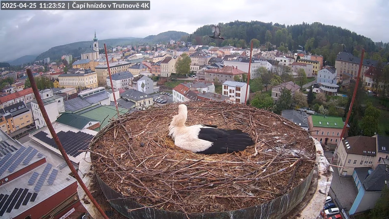 Tiešraidē no stārķa ligzdas uz alus darītavas skursteņa Trutnovā 14-9-30 screenshot