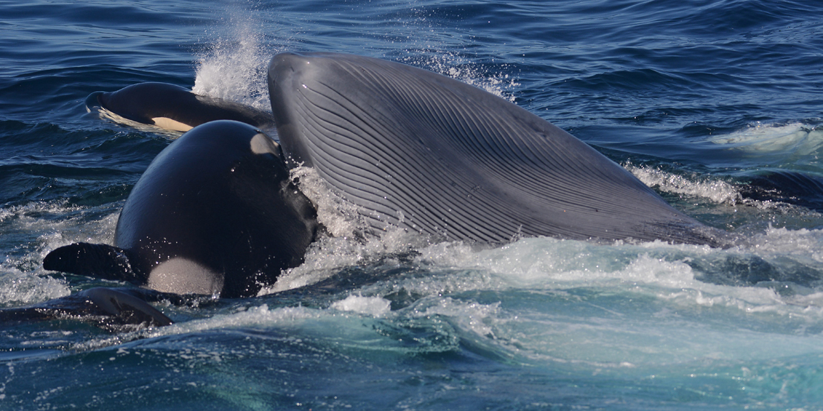 En Australia captan primeras fotos de orcas cazando y matando una ballena azul