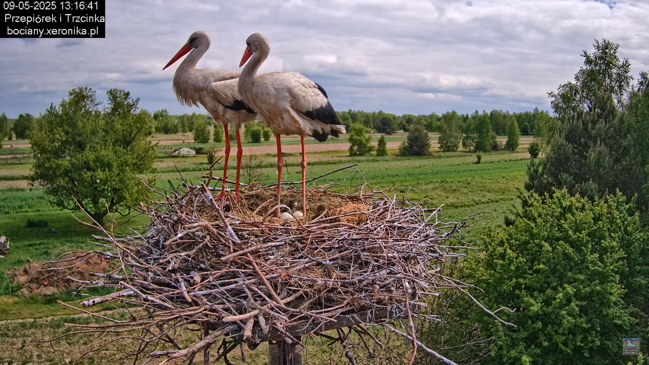 09052025bociany24