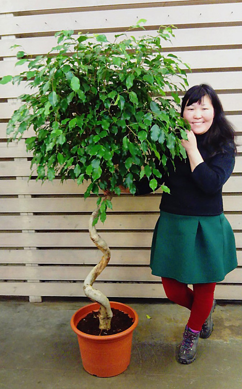 Фикус Б экзотика спираль