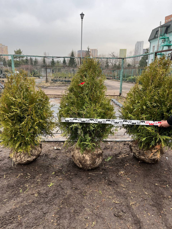 photo 2026 03 15 00 49 29