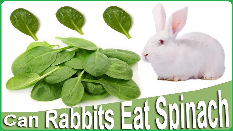 Can Rabbits Eat Spinach? Complete Guidelines with FAQs - Rabbits Advisor