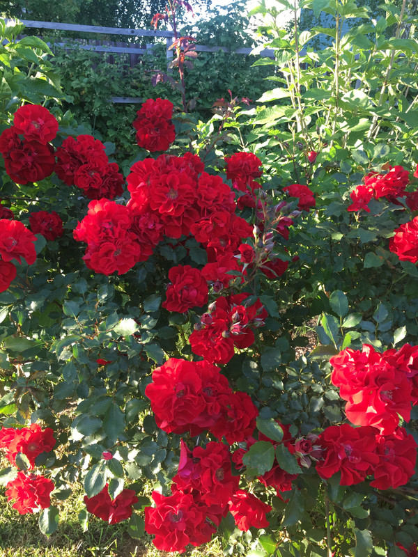 ECD9891B-F09D-4703-A950-873B00DE0F67