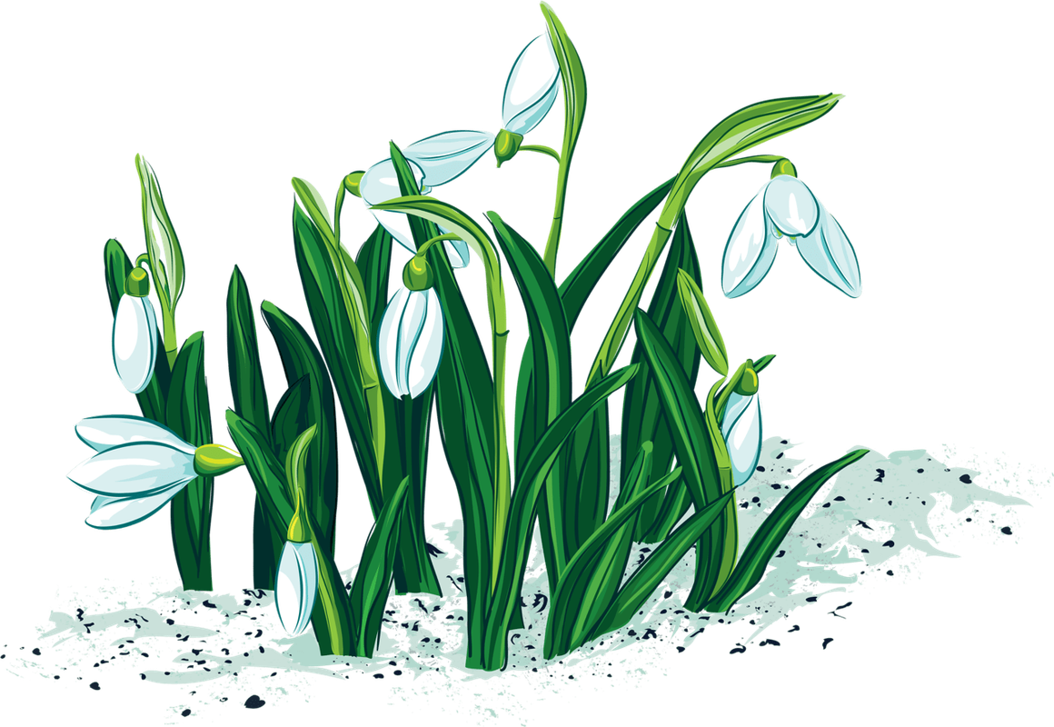 1637704516_10-flomaster-club-p-podsnezhnik-risunok-dlya-detei-detskie-10