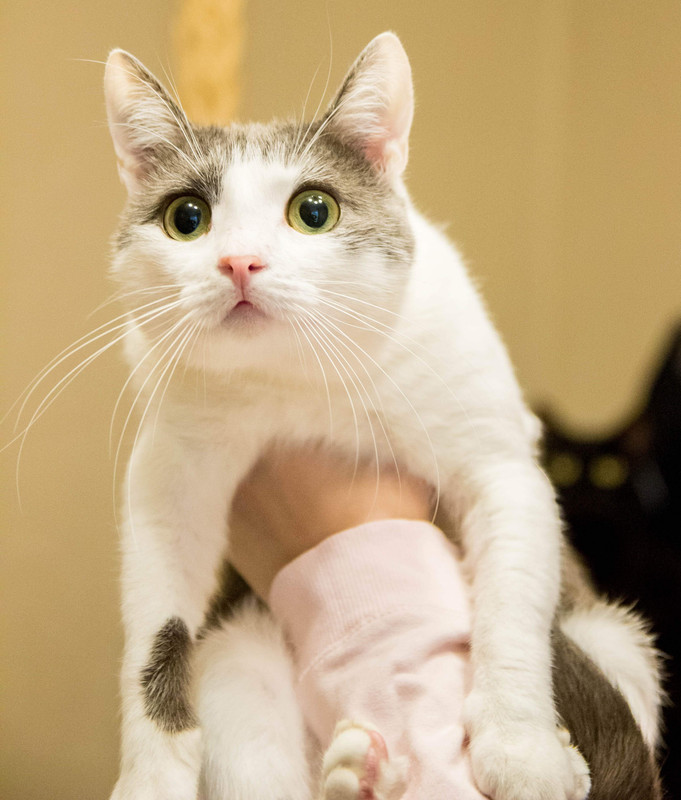 бело-серая-1-7