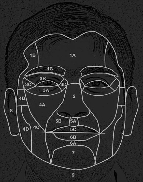 <table><thead><tr><th></th><th>Эстетическая единица</th><th>Субъединицы</th></tr></thead><tbody><tr><td>1</td><td><strong>Лоб</strong></td><td>1A — центральная; <br>1B — латеральная; <br>1C — область брови</td></tr><tr><td>2</td><td><strong>Нос</strong></td><td>На представленном рисунке отдельно не подразделён</td></tr><tr><td>3</td><td><strong>Веки</strong></td><td>3A — нижнее веко; <br>3B — верхнее веко; <br>3C — латеральный угол глаза; <br>3D — медиальный угол глаза</td></tr><tr><td>4</td><td><strong>Щека</strong></td><td>4A — медиальная; <br>4B — скуловая; <br>4C — щёчная; <br>4D — латеральная</td></tr><tr><td>5</td><td><strong>Верхняя губа</strong></td><td>5A — фильтрум; <br>5B — латеральная; <br>5C — слизистая часть</td></tr><tr><td>6</td><td><strong>Нижняя губа</strong></td><td>6A — центральная; <br>6B — слизистая часть</td></tr><tr><td>7</td><td><strong>Подбородок</strong></td><td>—</td></tr><tr><td>8</td><td><strong>Ушная раковина</strong></td><td>—</td></tr><tr><td>9</td><td><strong>Шея</strong></td><td>—</td></tr></tbody></table>