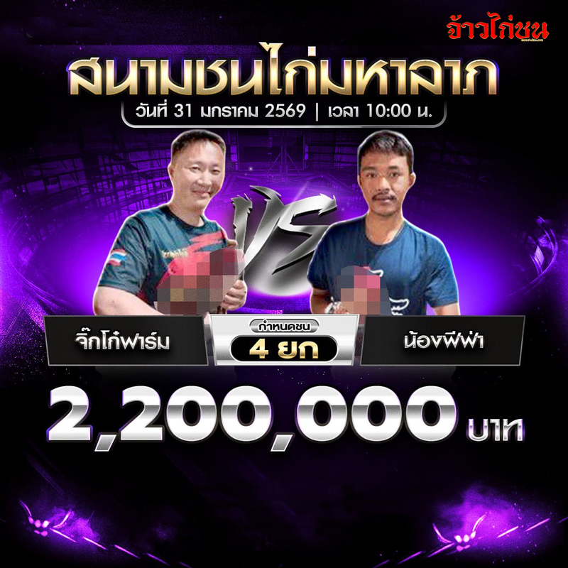 โปรแกรมไก่ชน คู่เด่น จิ๊กโก๋ฟาร์ม พบ น้องฟีฟ่า สนามชนไก่มหาลาภ 31 มกราคม 2569
