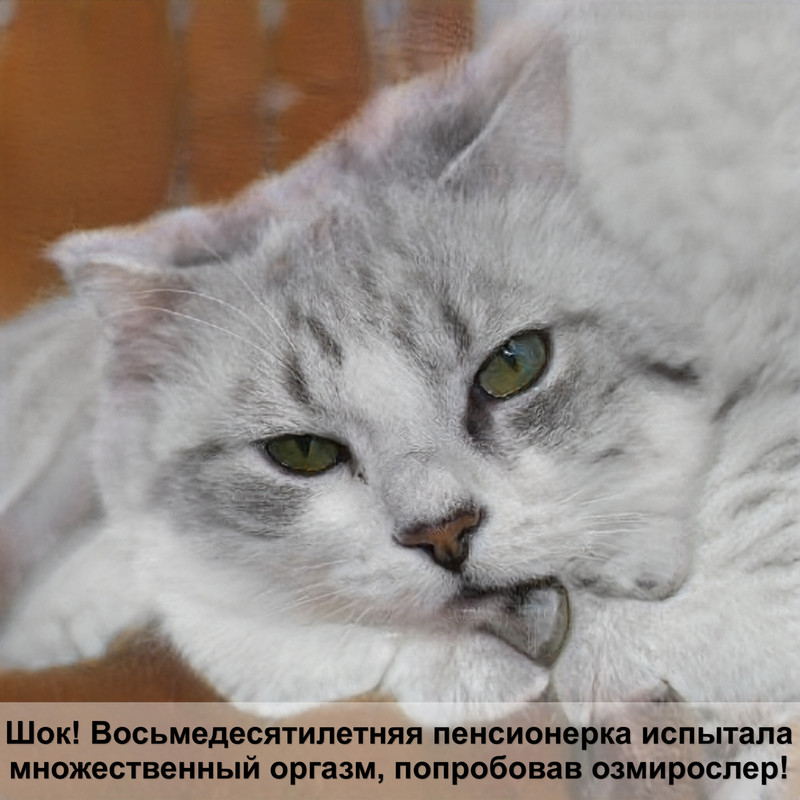 какая кошка самая злая