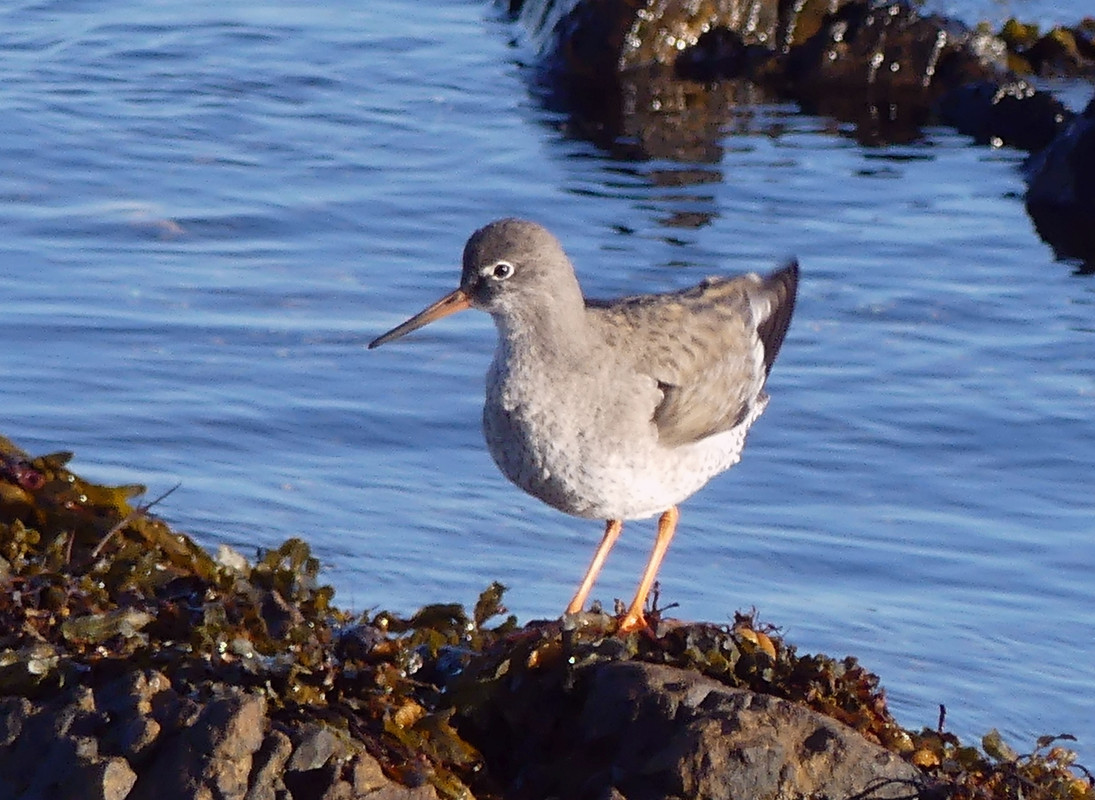 RED SHANK 1