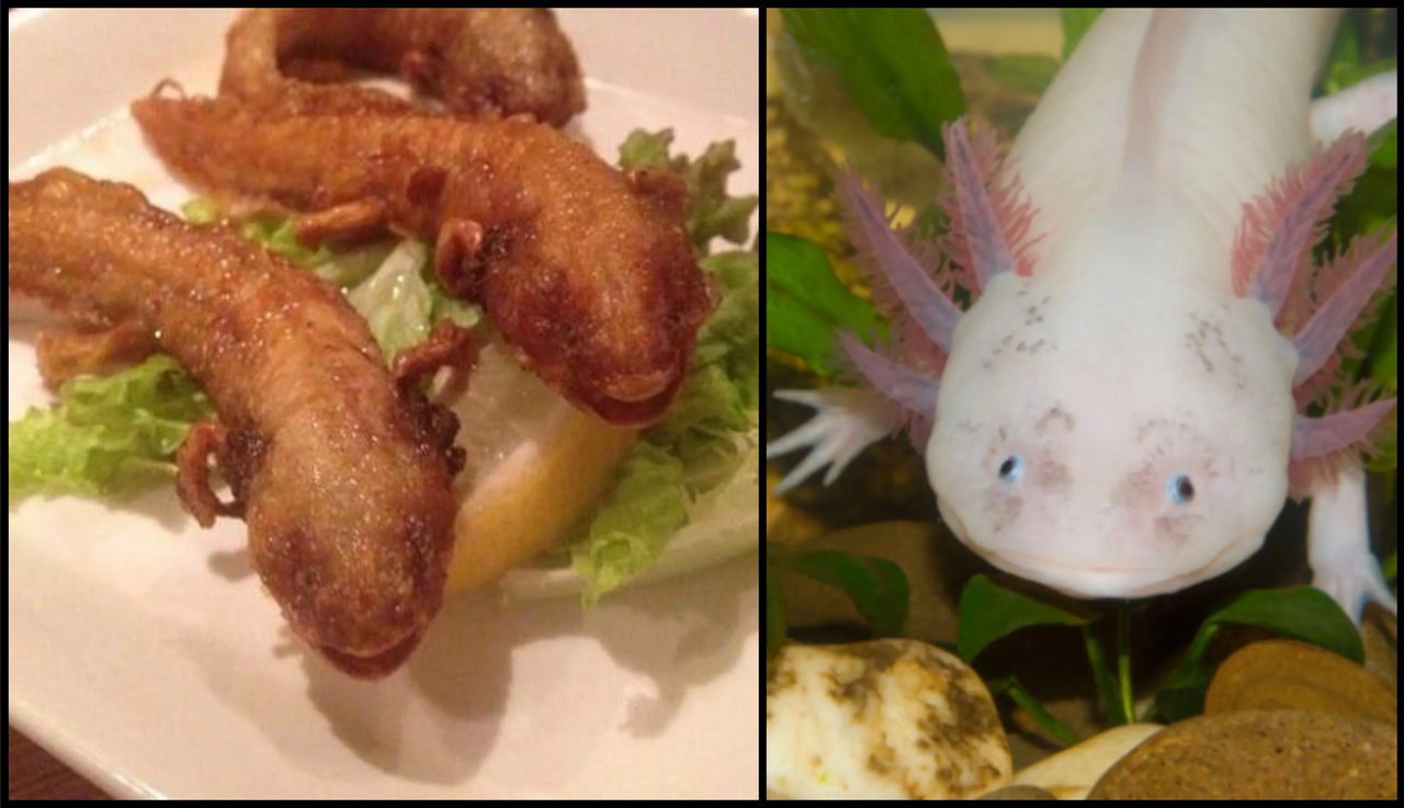 Restaurante japonés sirve ajolotes fritos y desata indignación en México