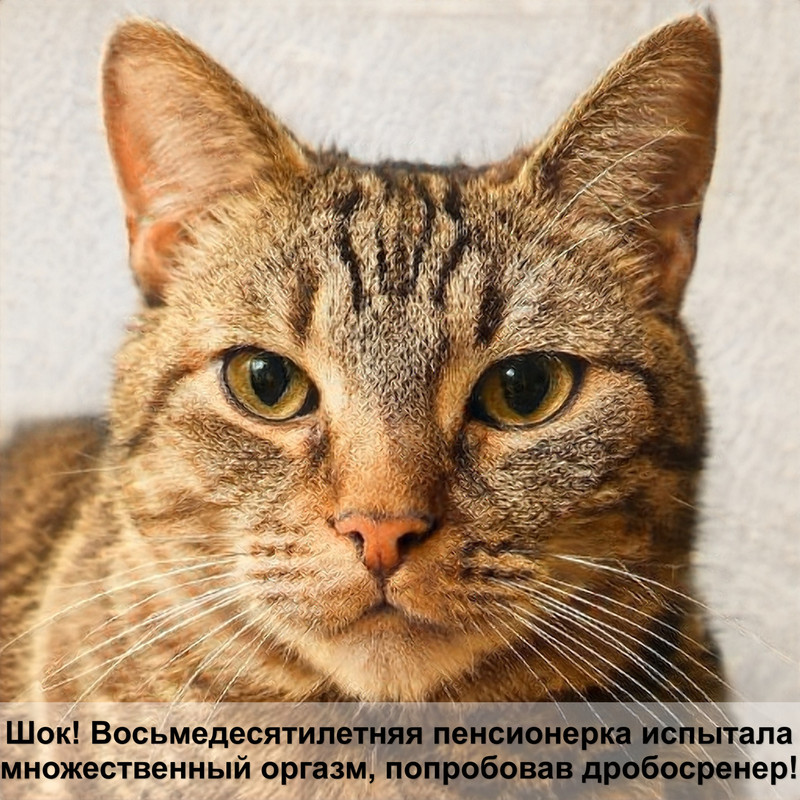 ушная сера у кошек