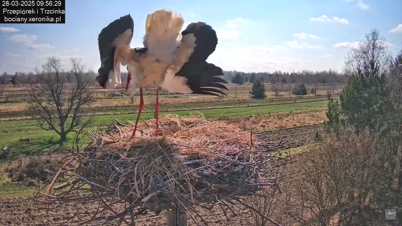 bociany28032025_25