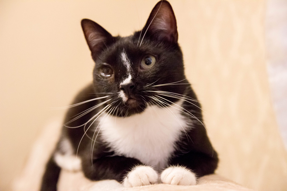 черная с белым-1-2