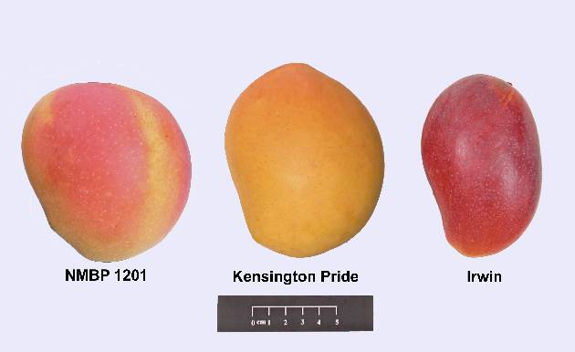 AhHa!